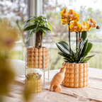 Phalaenopsis 'Niagara Falls' (orchidee) in Poppy sierpot peach – Ø12 cm