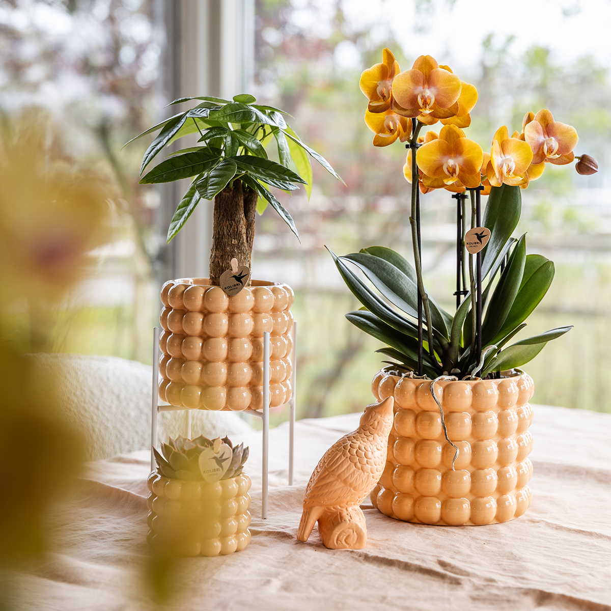 Phalaenopsis 'Niagara Falls' (orchidee) in Poppy sierpot peach – Ø12 cm