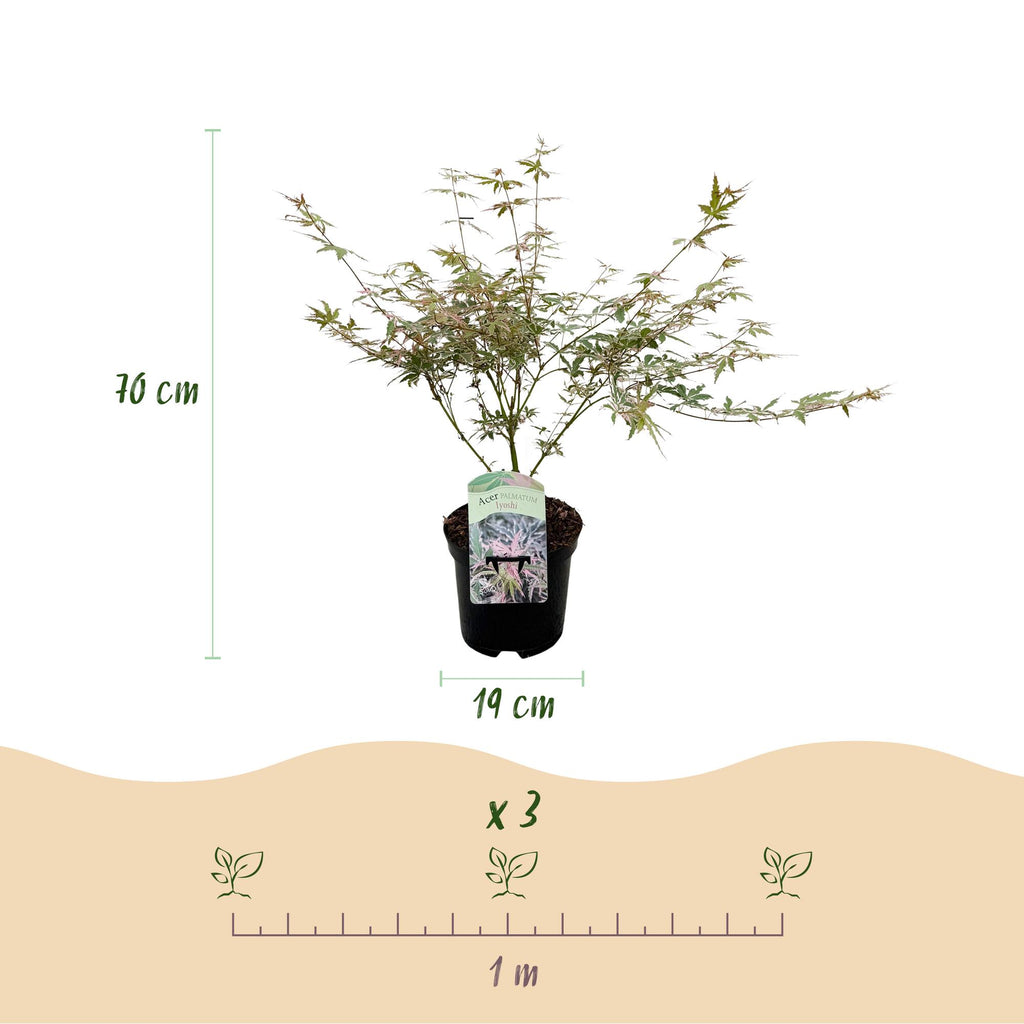 Acer palmatum 'Iyoshi' (Japanese maple) – pink – 2 plants, Ø19 cm, 70 cm high – photo 3