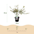 Acer palmatum 'Iyoshi' (Japanese maple) – pink – 2 plants, Ø19 cm, 70 cm high