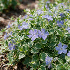 Vinca major variegata (Gewöhnlicher Efeu-Duftstock) – blau – 12 Pflanzen, Ø 11 cm, 15–25 cm hoch