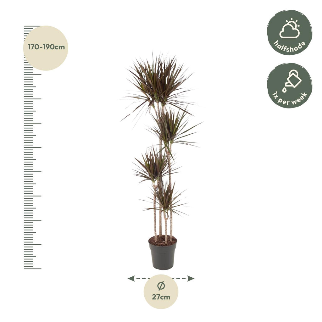Dracaena Magenta (arbre dragonnier) – Ø27 cm, 180 cm de haut