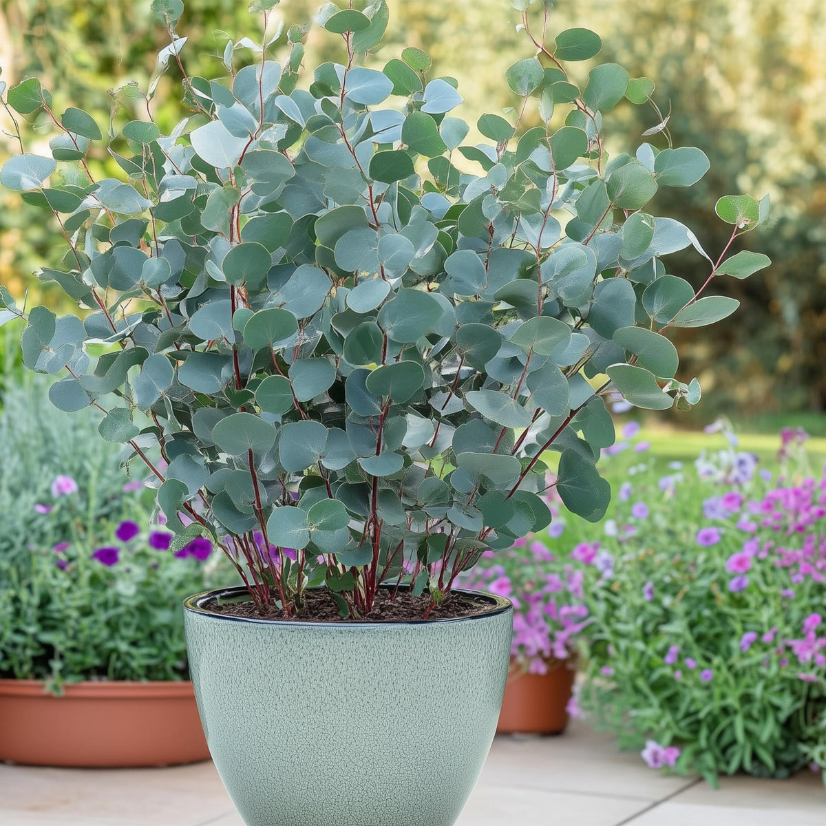 Eukalyptusbaum – 6 Pflanzen, Ø 17 cm, 40 cm hoch – Bild 4