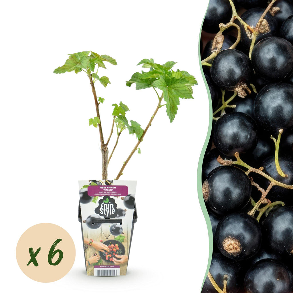 Ribes nigrum 'Titania' (sortribs) – 6 planter, Ø9 cm, 35 cm høje