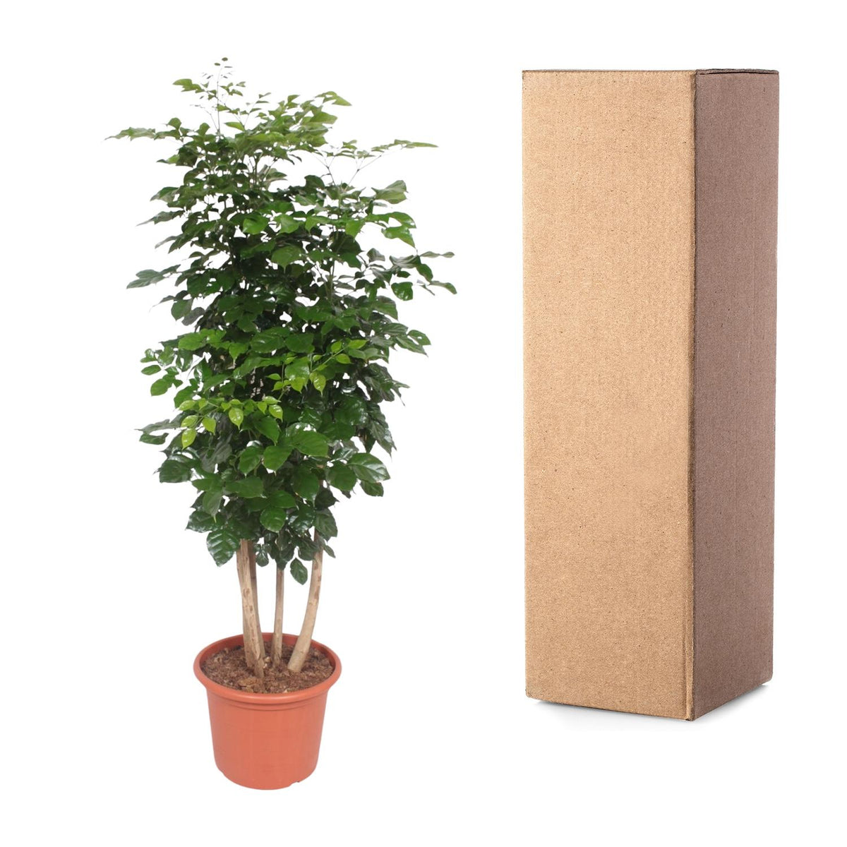 Radermachera Hainanensis – Ø34 cm, 190 cm hoog