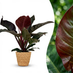 Philodendron Imperial Red med kurv – Ø19 cm, 60 cm høj
