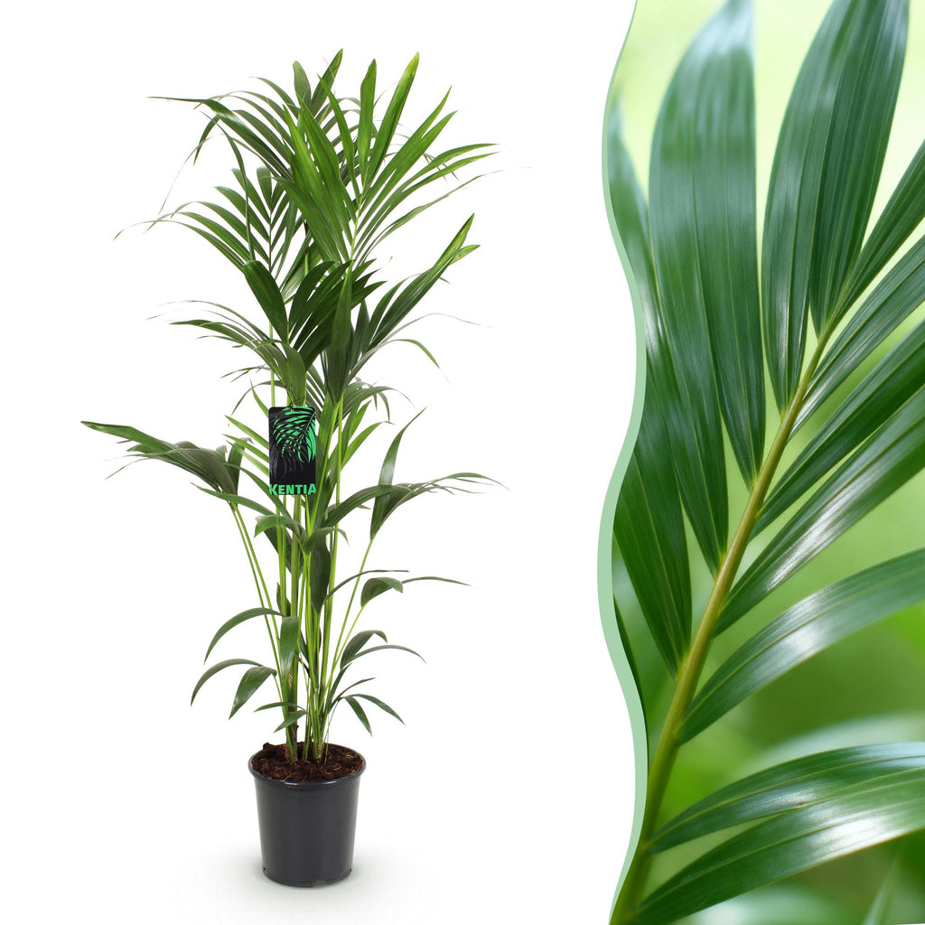 Howea forsteriana (kentiapalm) – Ø24 cm, 140–150 cm hoog