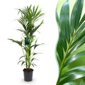 Howea forsteriana (kentiapalm) – Ø24 cm, 140–150 cm hoog