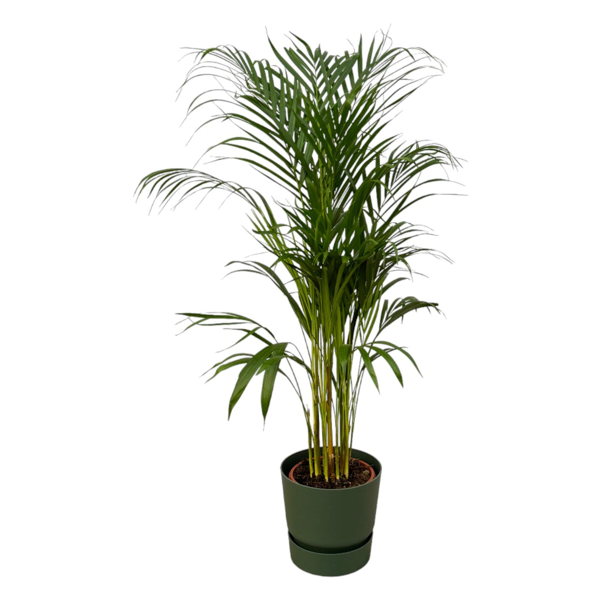 Arekapalmsväxt (Dypsis) i rund Greenville-prydnadskruka grön – Ø21 cm, 120 cm hög