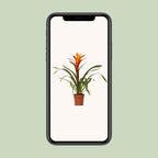 Guzmania Variada (Bromeliaceae) – Ø12 cm, 50 cm high