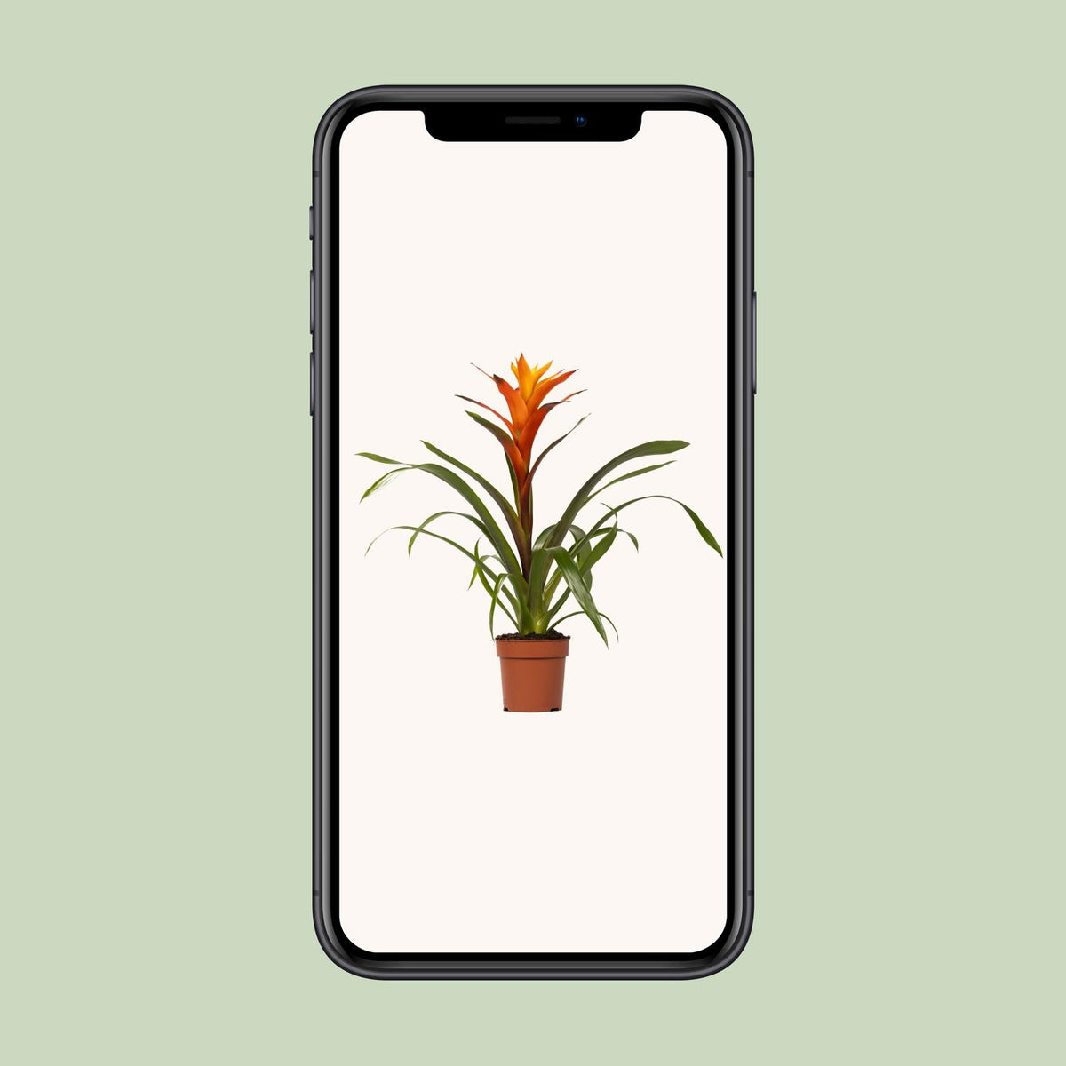 Guzmania Variada (Bromeliaceae) – Ø12 cm, 50 cm hoog