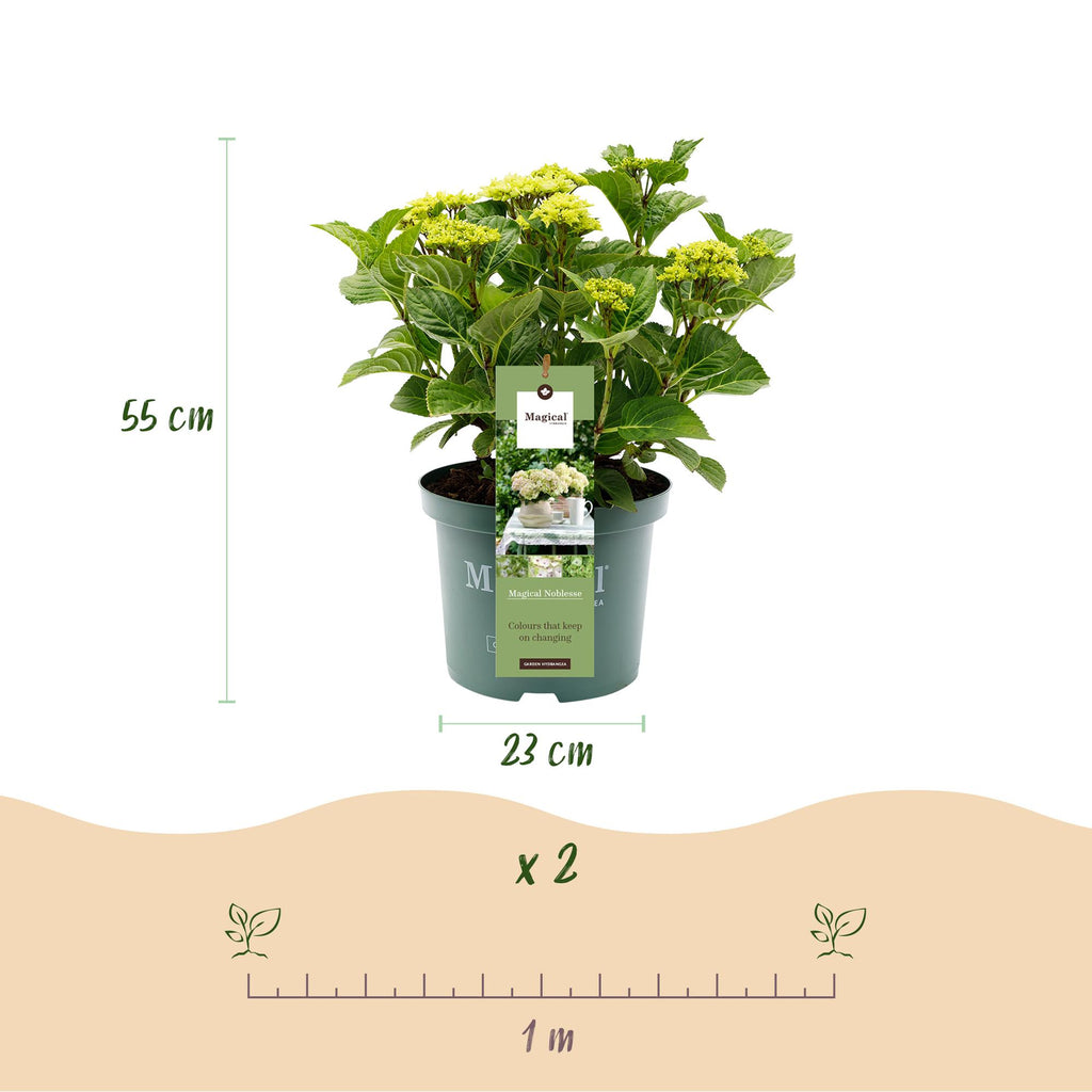 Hydrangea 'Magical Nobless' (Hortensie) – weiß – Ø 23 cm, 55 cm hoch – Bild 3