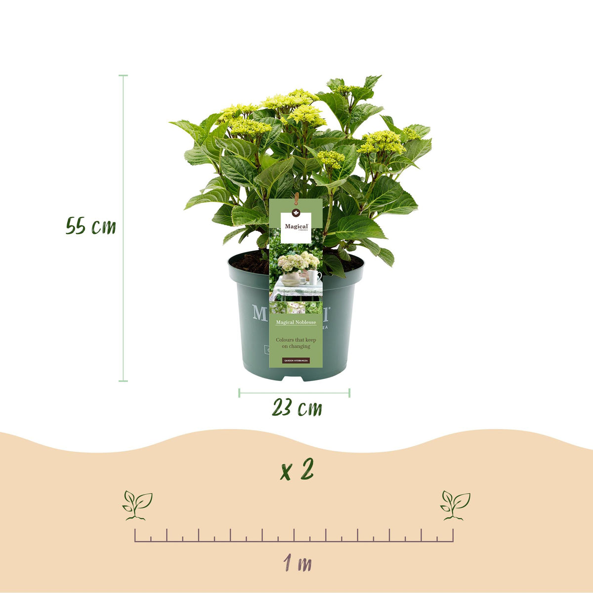 Hydrangea 'Magical Nobless' (Hortensie) – weiß – Ø 23 cm, 55 cm hoch – Bild 3