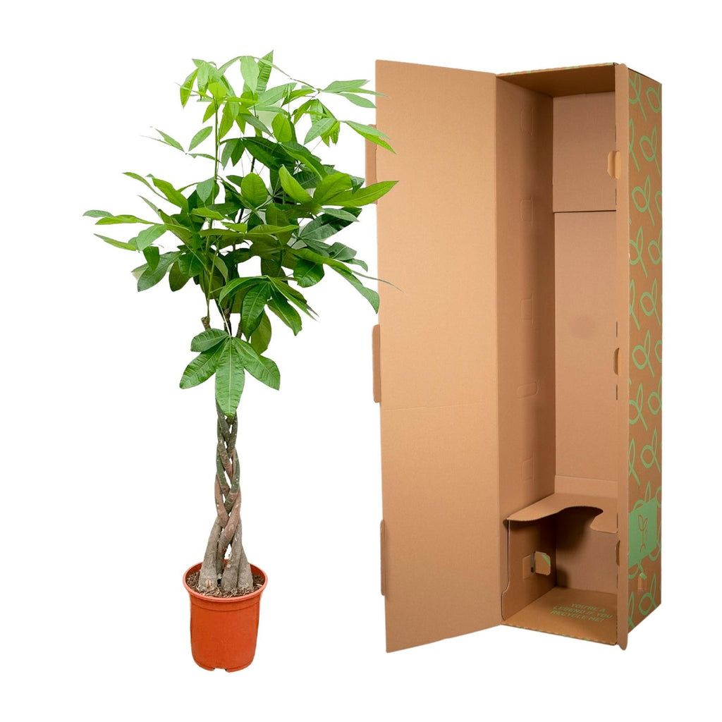 Pachira aquatica (money tree) – Ø21 cm, 100 cm high – photo 3