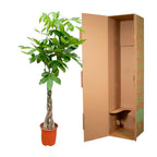 Pachira aquatica (money tree) – Ø21 cm, 100 cm high