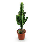 Euphorbia eritrea – Ø 17 cm, 60 cm hoch