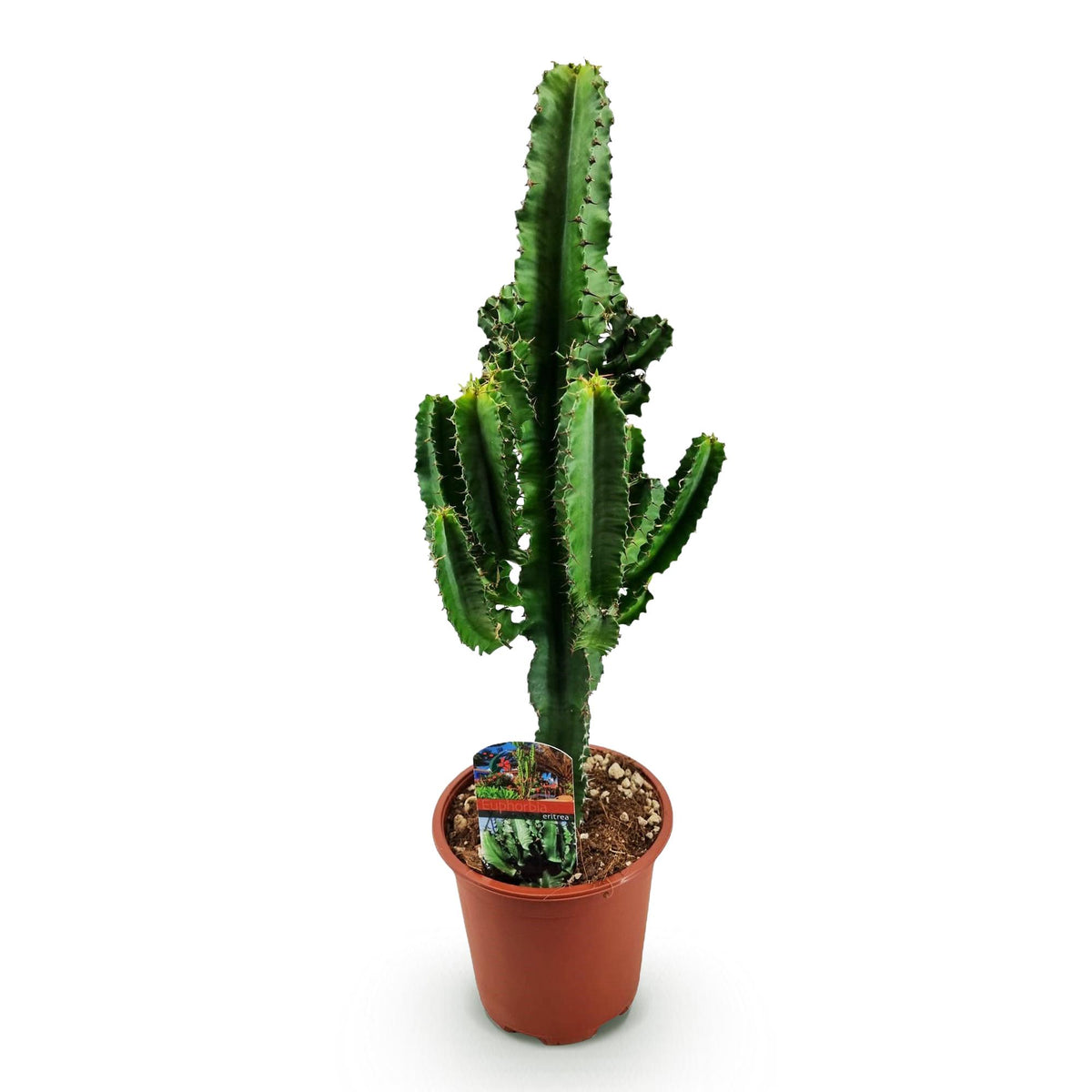 Euphorbia eritrea – Ø17 cm, 60 cm høj