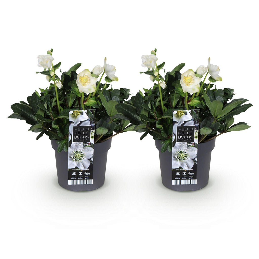 Helleborus 'Christmas Carol' (hellébore de Noël) – 2 plantes, Ø17 cm, 35 cm de haut – photo 2