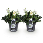 Helleborus 'Christmas Carol' (hellébore de Noël) – 2 plantes, Ø17 cm, 35 cm de haut