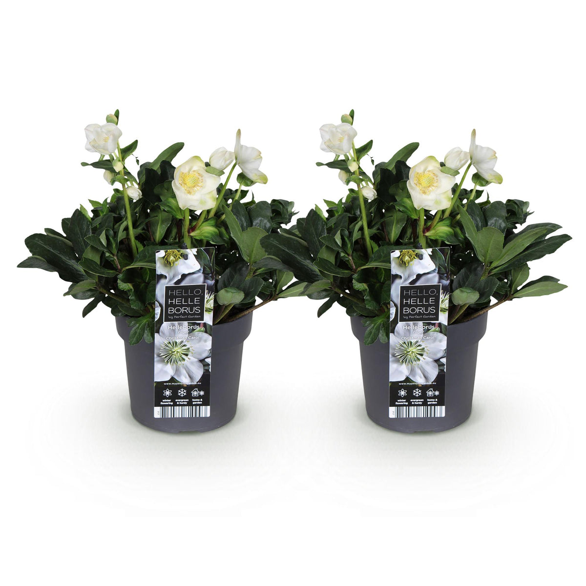 Helleborus 'Christmas Carol' (hellébore de Noël) – 2 plantes, Ø17 cm, 35 cm de haut – photo 2