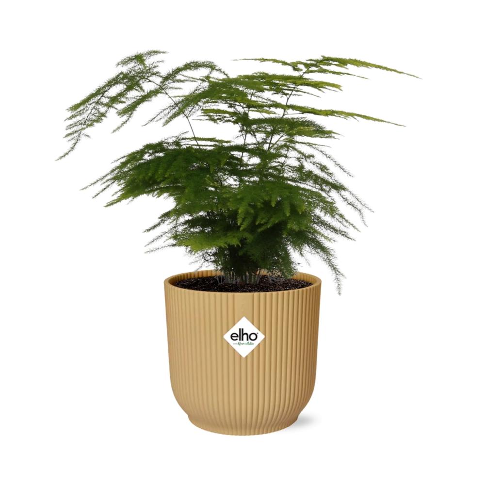 Asparagus Setaceus ‘Plumosus’ im ELHO Vibes Fold 14 cm gelb (Springgefäßfarne) – 35 cm hoch – Bild 2