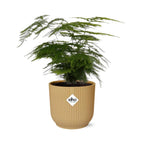 Asparagus Setaceus ‘Plumosus’ im ELHO Vibes Fold 14 cm gelb (Springgefäßfarne) – 35 cm hoch