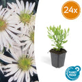 Aster ageratoides 'Ashvi' – 24 planter, Ø9 cm, 10–25 cm høje