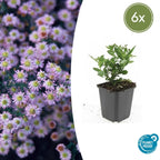 Aster ageratoides 'Stardust' – 6 planten, Ø9 cm, 10–25 cm hoog