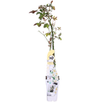 Rosa 'Crazy' (rose) – 3 plants, Ø15 cm, 65 cm high – art. 7687