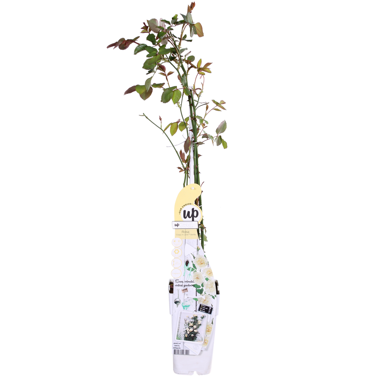 Rosa 'Crazy' (rose) – 3 plants, Ø15 cm, 65 cm high – art. 7687 – photo 5