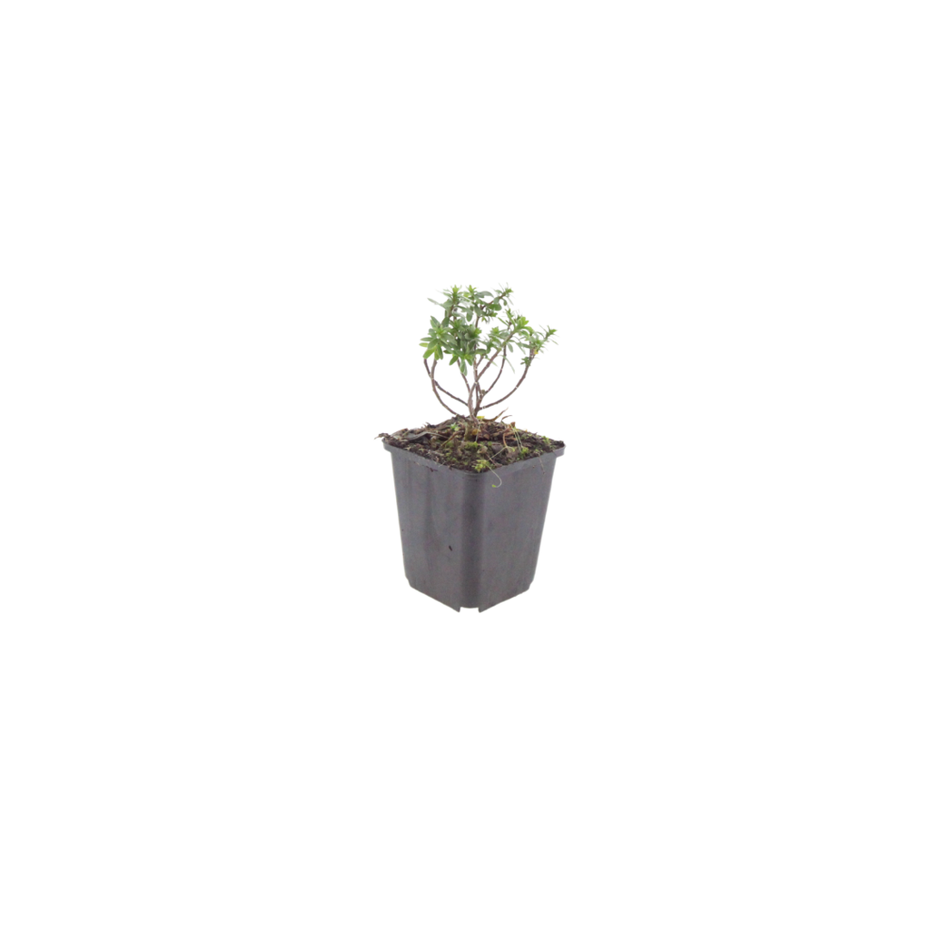 Iberis semp. 'Schneeflocke' (Schleierkraut) – 12 Pflanzen, Ø9 cm, 10–25 cm hoch – Bild 2