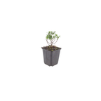 Iberis semp. 'Schneeflocke' (Schleierkraut) – 12 Pflanzen, Ø9 cm, 10–25 cm hoch