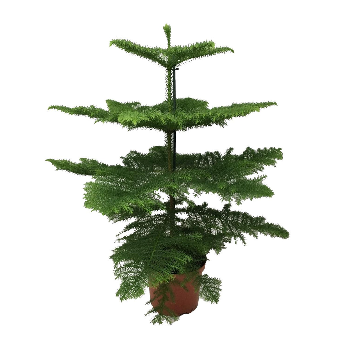 Araucaria Heterophylla (arbre de Noël) – Ø21 cm, 70 cm de haut