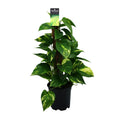 Epipremnum (scindapsus) – Ø15 cm, 50 cm hoch