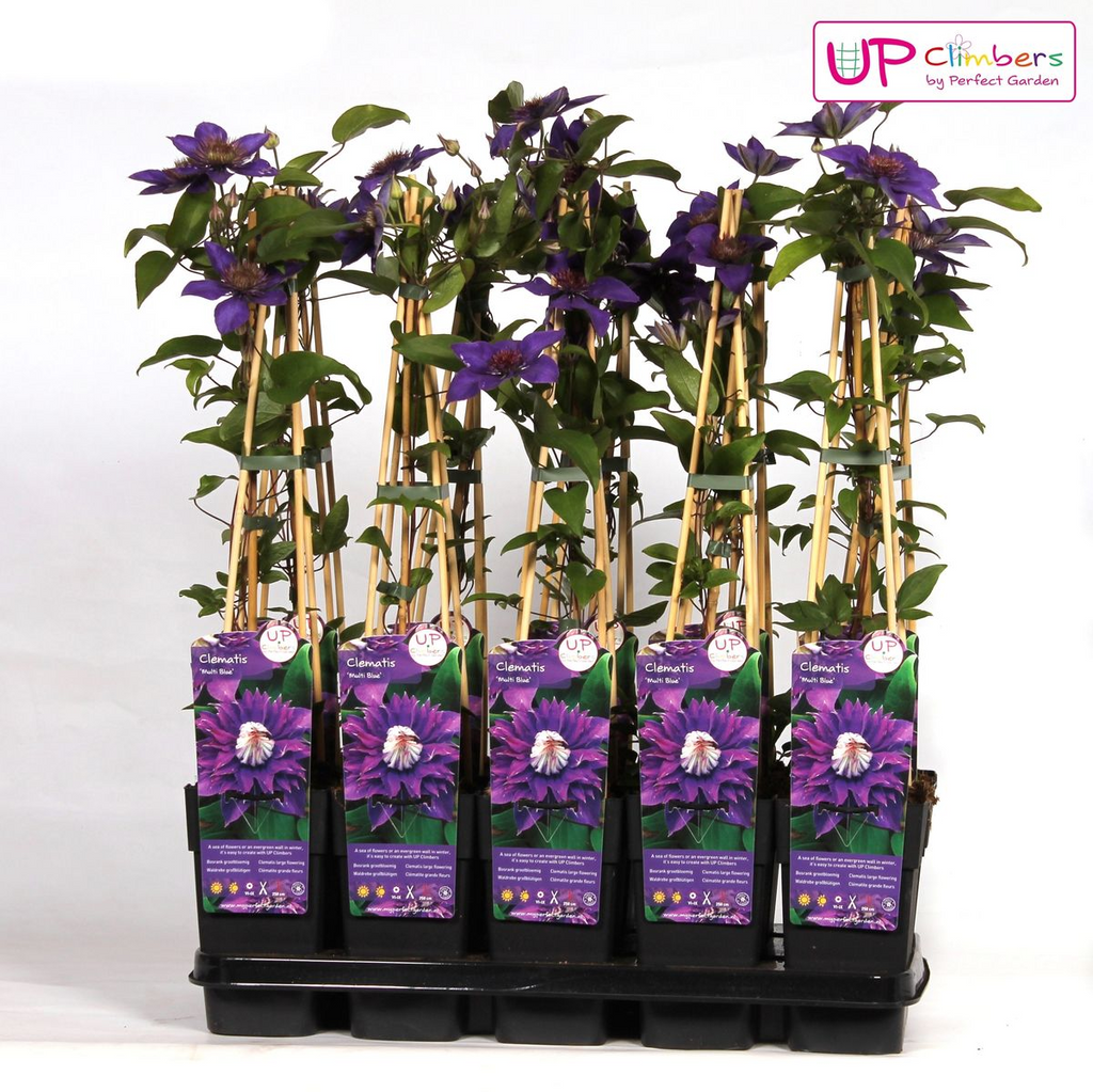 Clematis 'Multi Blue' (clematis) – Ø15 cm, 65 cm high – photo 5