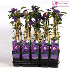 Clematis 'Multi Blue' (clematis) – Ø15 cm, 65 cm high