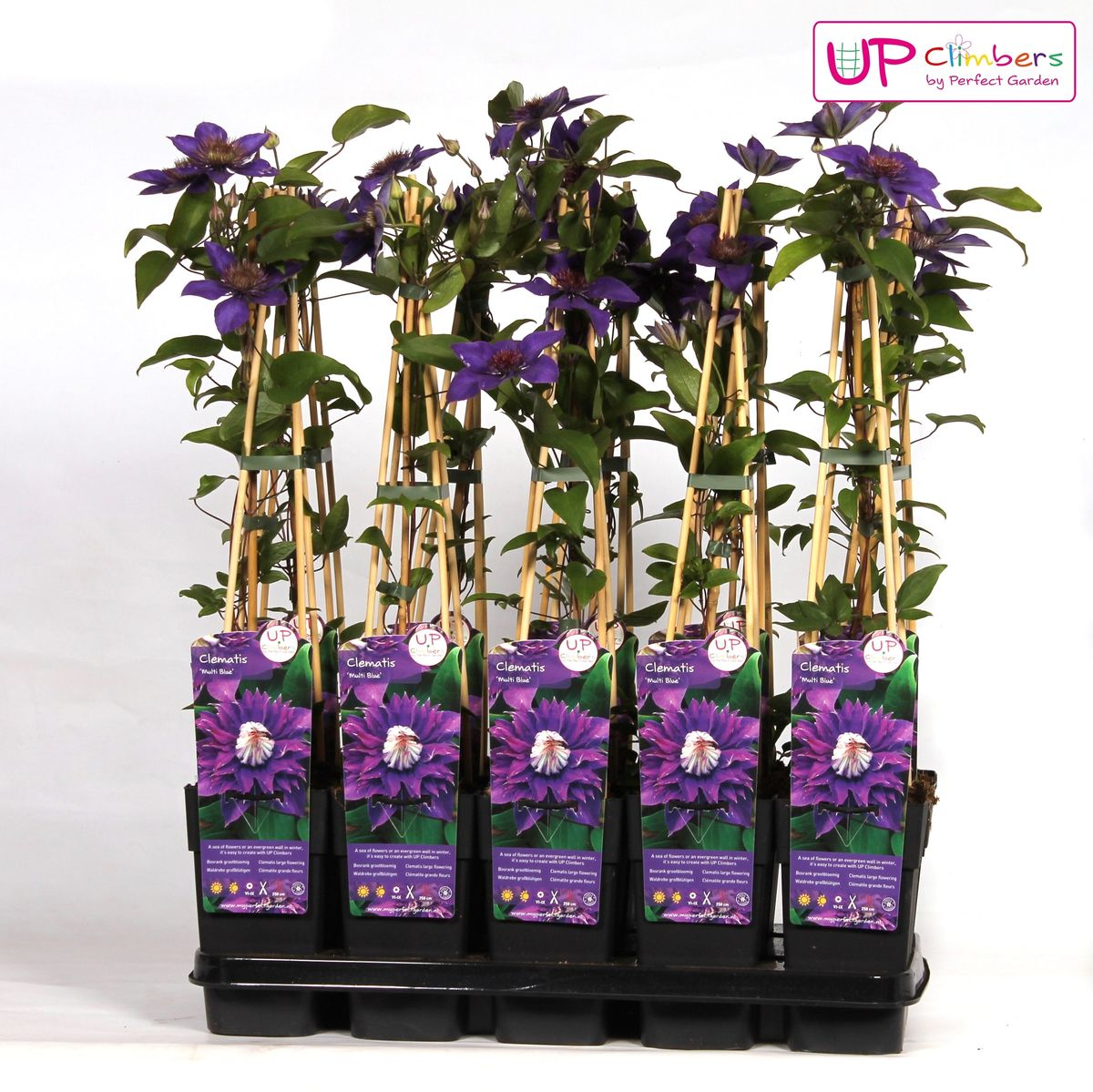 Clematis 'Multi Blue' (bosrank) – Ø15 cm, 65 cm hoog