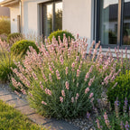 Lavandula angustifolia 'Rosea' (lavendel) – roze – 6 planten, Ø11 cm, 15–25 cm hoog