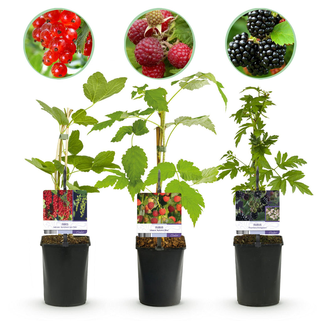 Himbeere (Rubus idaeus) – 3 Pflanzen, Ø 11 cm, 40 cm hoch