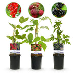Himbeere (Rubus idaeus) – 3 Pflanzen, Ø 11 cm, 40 cm hoch