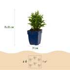 Aster 'Schneekissen' – blanc – 6 plants, Ø11 cm, 15–25 cm de haut