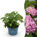 Hydrangea 'Endless Summer The Original Pink' (Hortensie) – rosa – Ø 14 cm, 20–25 cm hoch