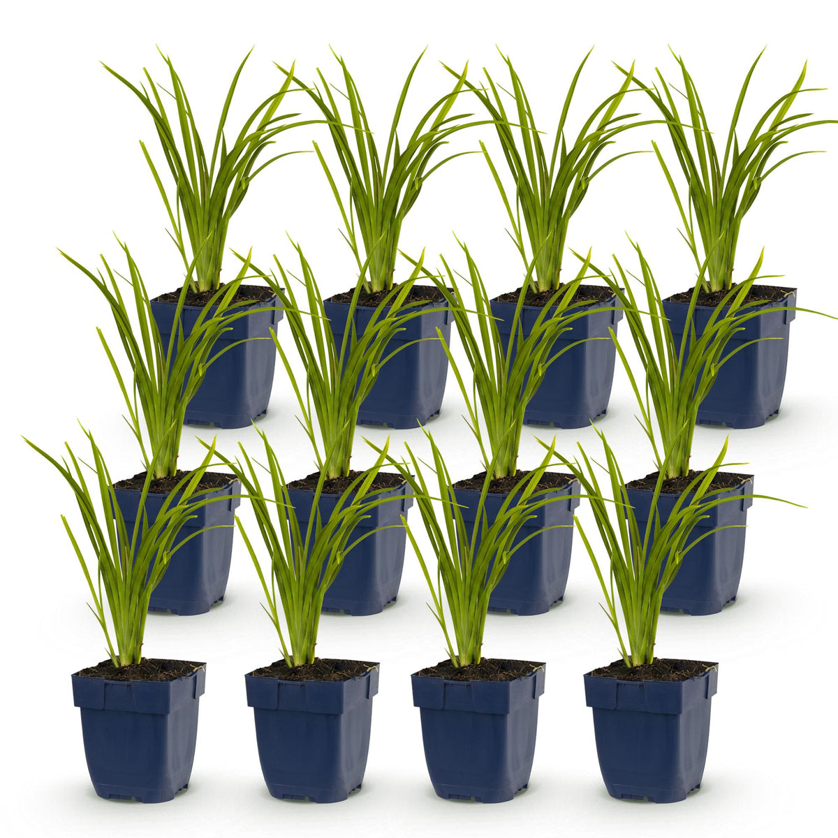 Hemerocallis 'Autumn Red' (Taglilie) – rot – 12 Pflanzen, Ø 11 cm, 15–25 cm hoch