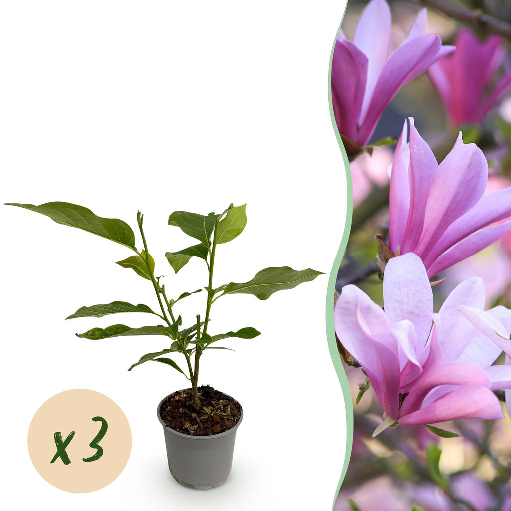 Magnolie 'Betty' – weiß – 3 Pflanzen, Ø 12 cm, 30 cm hoch