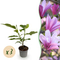 Magnolie 'Betty' – weiß – 3 Pflanzen, Ø 12 cm, 30 cm hoch