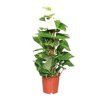 Epipremnum aureum (scindapsus) – Ø15 cm, 60 cm hög