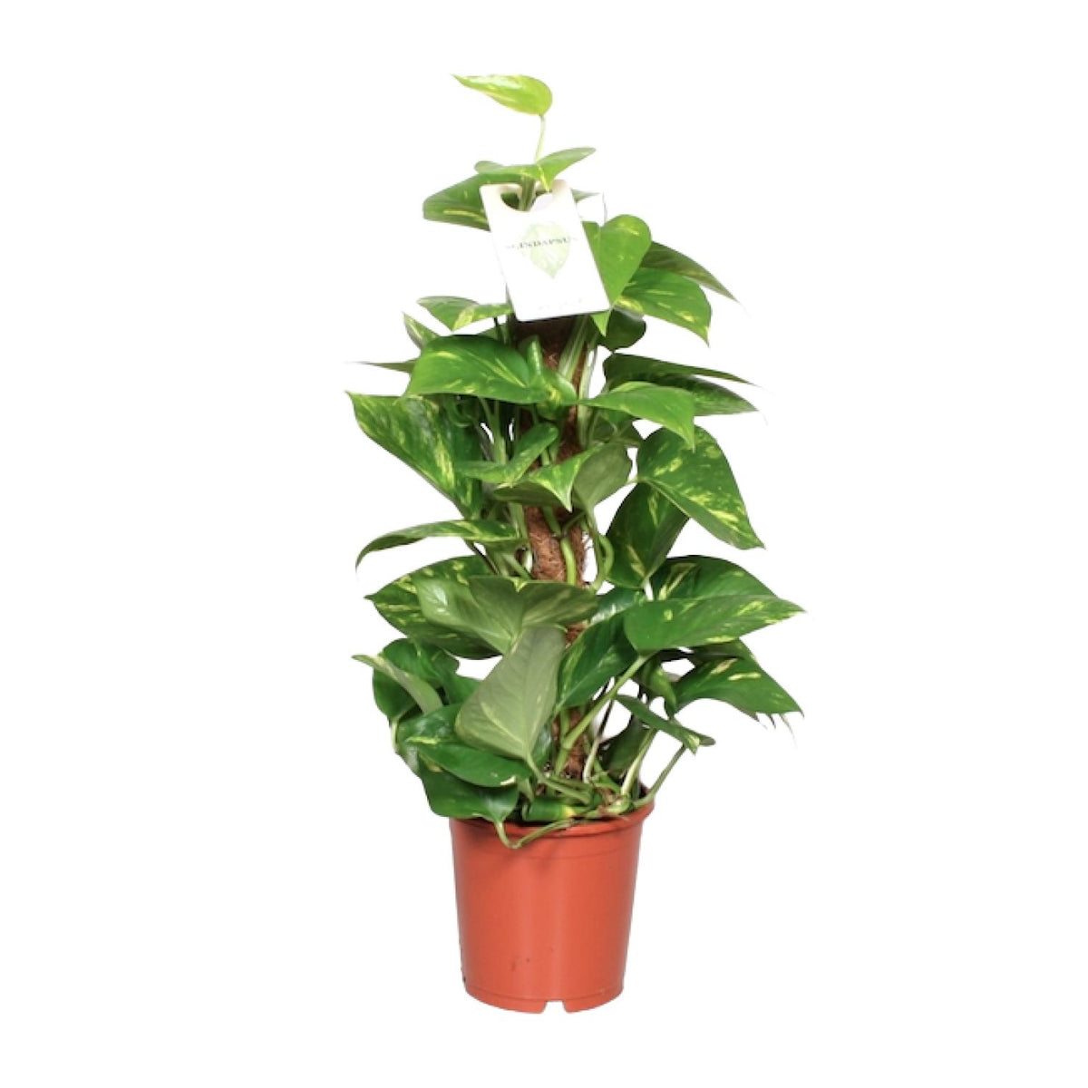 Epipremnum aureum (scindapsus) – Ø15 cm, 60 cm høj