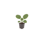 Bergenia cordifolia (elephant’s ear) – 48 plants, Ø9 cm, 10–25 cm high