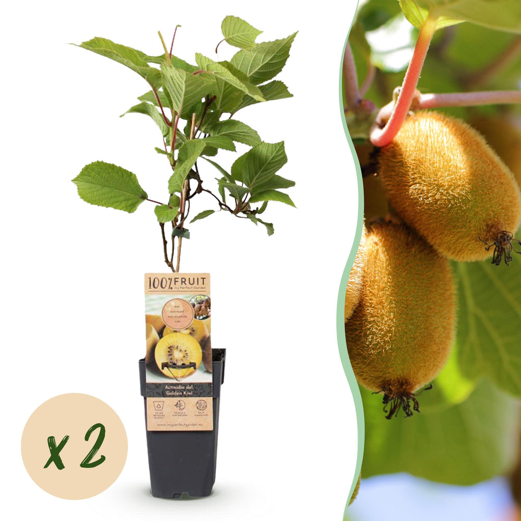 Actinidia deliciosa 'Golden Kiwi' (kiwi plant) – 2 plants, Ø15 cm, 50 cm high