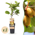 Actinidia deliciosa 'Golden Kiwi' (kiwi plant) – 2 plants, Ø15 cm, 50 cm high